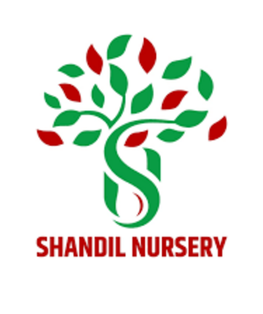 avatar Shandil Nursery